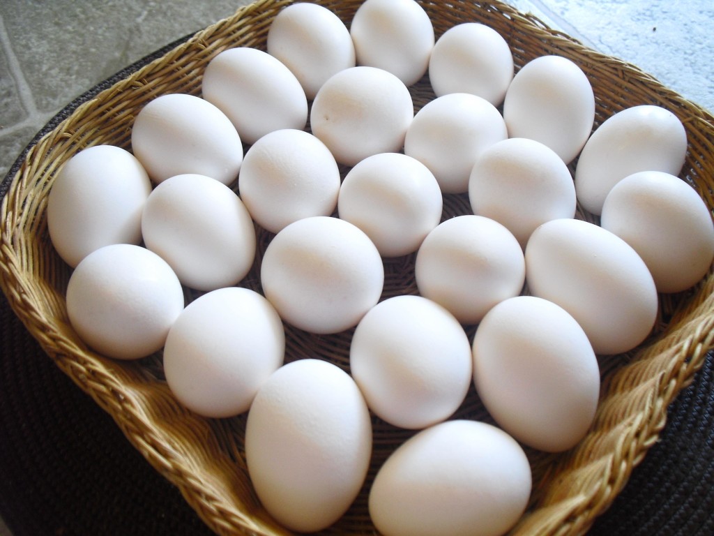 eggs for eye health